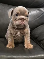 Mbappe , a male English Bulldog for sale in Illinois, IL – 2 of 3