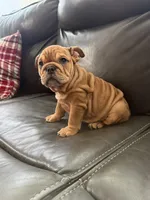 Mila, a female English Bulldog for sale in Illinois, IL – 6 of 8