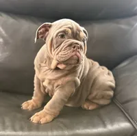 Mack, a male English Bulldog for sale in Illinois, IL – 3 of 3