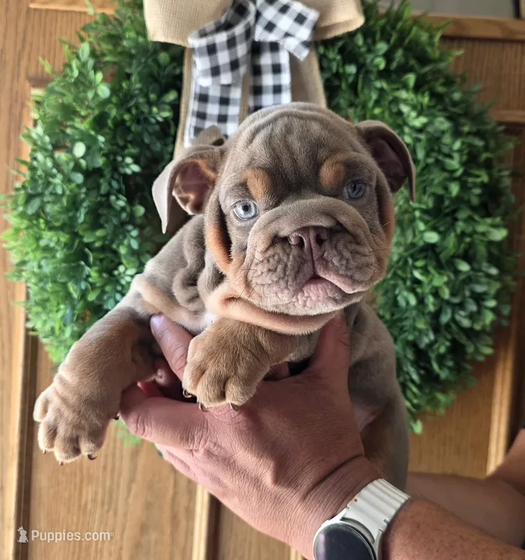 Cristiano  – English Bulldog puppy for sale in Illinois, IL