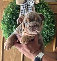 Cristiano , a male English Bulldog for sale in Illinois, IL – 1 of 3