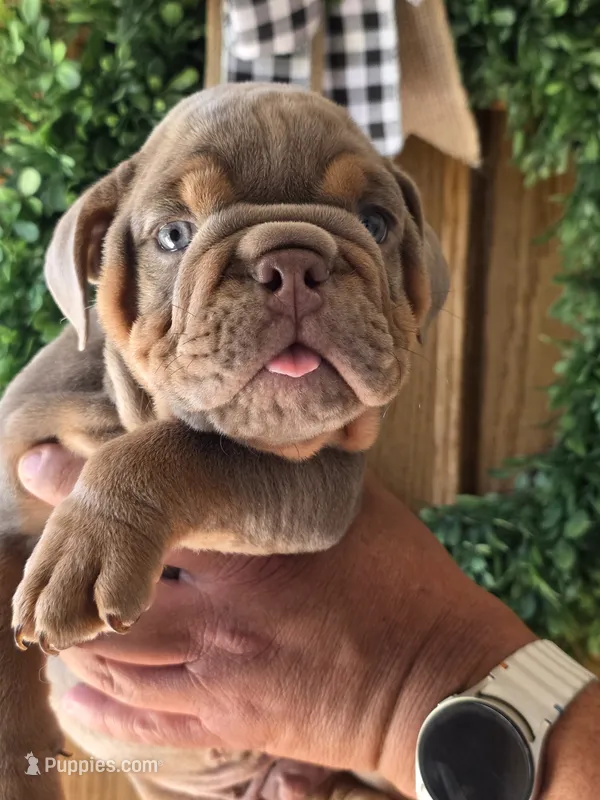 Messi – English Bulldog puppy for sale in Illinois, IL
