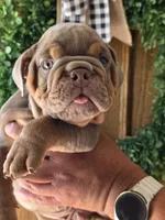Messi, a male English Bulldog for sale in Illinois, IL – 1 of 3