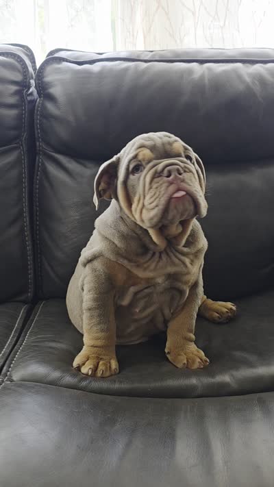 Whopper , a male English Bulldog for sale in Illinois, IL – 6 of 6