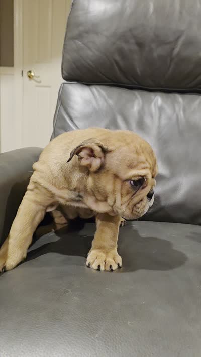 Mila, a female English Bulldog for sale in Illinois, IL – 8 of 8