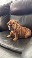 Mila, a female English Bulldog for sale in Illinois, IL – 3 of 8