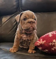 Cristiano , a male English Bulldog for sale in Illinois, IL – 2 of 3