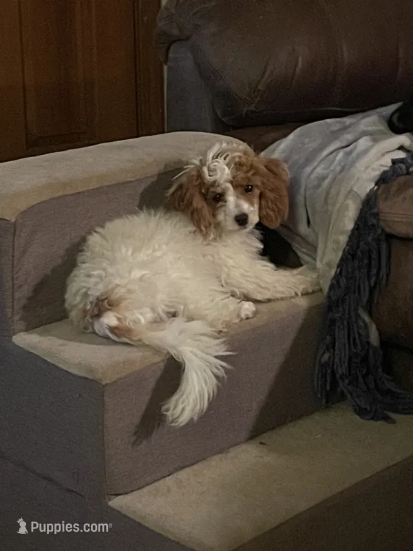 Sophie – Poodle - Miniature  puppy for sale in Springfield, IL