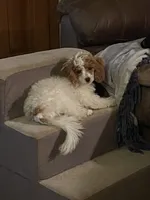 Sophie, a female Poodle - Miniature  for sale in Springfield, IL – 1 of 7