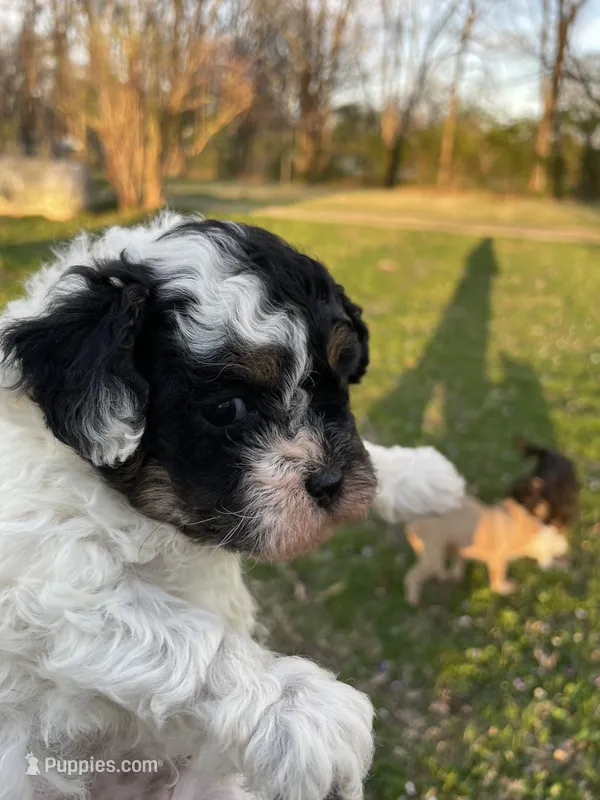 Bandit – Poodle - Miniature  puppy for sale in Springfield, IL