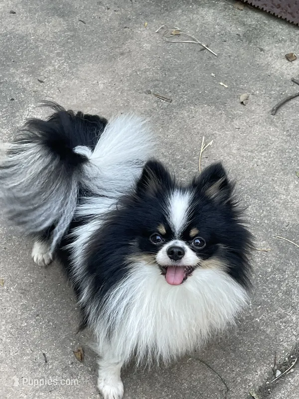 Uncle Fester – Pomeranian puppy for sale in Springfield, IL
