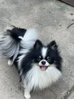 Uncle Fester, a male Pomeranian for sale in Springfield, IL – 1 of 3