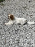 Sophie, a female Poodle - Miniature  for sale in Springfield, IL – 4 of 7
