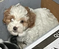 Teddy, a male Maltipoo for sale in Springfield, IL – 2 of 3
