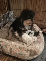 Sophie, a female Poodle - Miniature  for sale in Springfield, IL – Photo 2 of 3