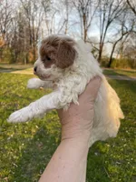 Sophie, a female Poodle - Miniature  for sale in Springfield, IL – Photo 1 of 3