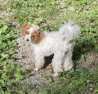 Sophie, a female Poodle - Miniature  for sale in Springfield, IL – 2 of 7