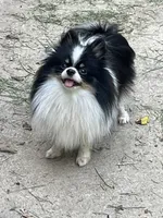 Uncle Fester, a male Pomeranian for sale in Springfield, IL – 2 of 3