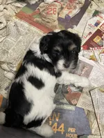 Pearl, a female Maltipoo for sale in Springfield, IL – 2 of 2