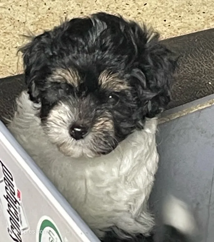 Pearl, a female Maltipoo for sale in Springfield, IL – 1 of 2