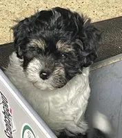 Pearl, a female Maltipoo for sale in Springfield, IL – 1 of 2