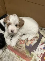 Teddy, a male Maltipoo for sale in Springfield, IL – 3 of 3
