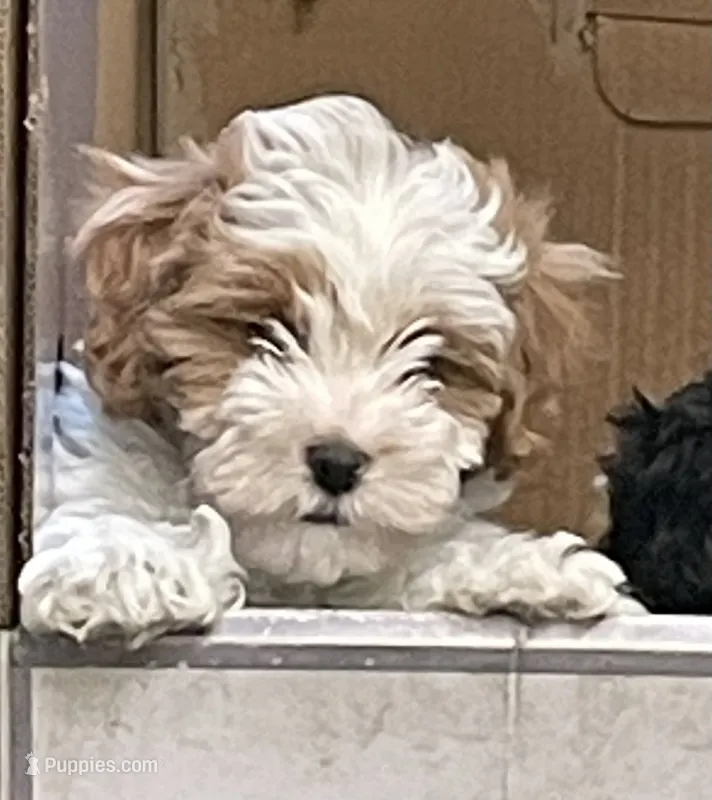Teddy, a male Maltipoo for sale in Springfield, IL – 1 of 3