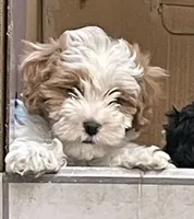 Teddy, a male Maltipoo for sale in Springfield, IL – 1 of 3