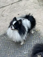 Uncle Fester, a male Pomeranian for sale in Springfield, IL – 3 of 3