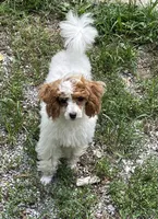 Sophie, a female Poodle - Miniature  for sale in Springfield, IL – 3 of 7