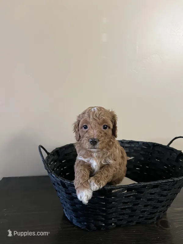 Ashley  – Bernedoodle puppy for sale in Lehi, UT