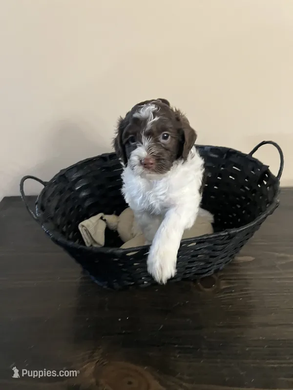 Hershey – Bernedoodle puppy for sale in Lehi, UT