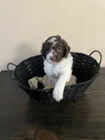 Hershey, a female Bernedoodle for sale in Lehi, UT – 1 of 2
