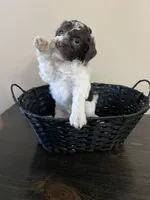 Hershey, a female Bernedoodle for sale in Lehi, UT – 2 of 2