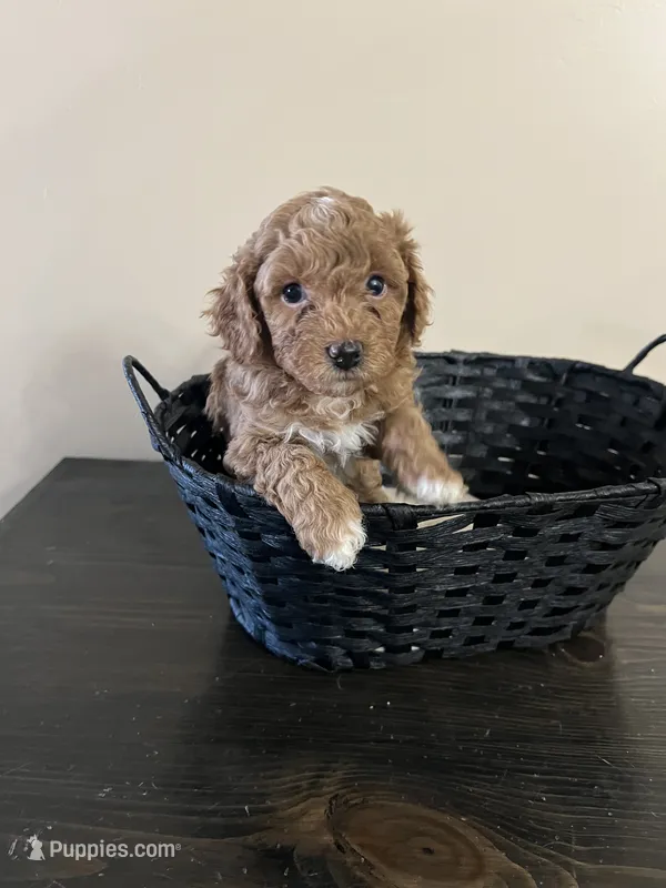 Cassidy  – Bernedoodle puppy for sale in Lehi, UT