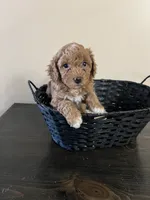 Cassidy , a female Bernedoodle for sale in Lehi, UT – 1 of 1