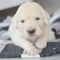 Bailey, a female English Cream Golden Retriever for sale in Greensburg, KY – 3 of 4