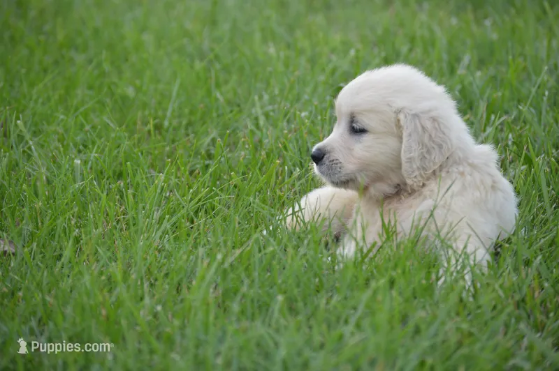 Bella – English Cream Golden Retriever puppy for sale in Greensburg, KY