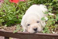Barbie, a female English Cream Golden Retriever for sale in Greensburg, KY – 4 of 6