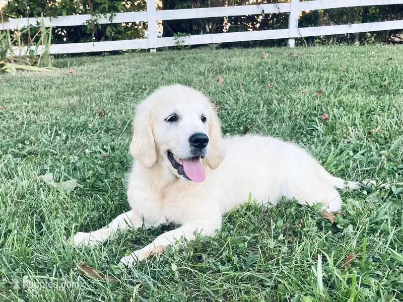 AKC Miss Willow is READY NOW! – English Cream Golden Retriever puppy for sale in Greensburg, KY