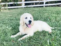 AKC Miss Willow is READY NOW!, a female English Cream Golden Retriever for sale in Greensburg, KY – 1 of 1