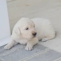 Bailey, a female English Cream Golden Retriever for sale in Greensburg, KY – 2 of 4