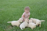 Miss Bailey is READY NOW!, a female English Cream Golden Retriever for sale in Greensburg, KY – 2 of 5