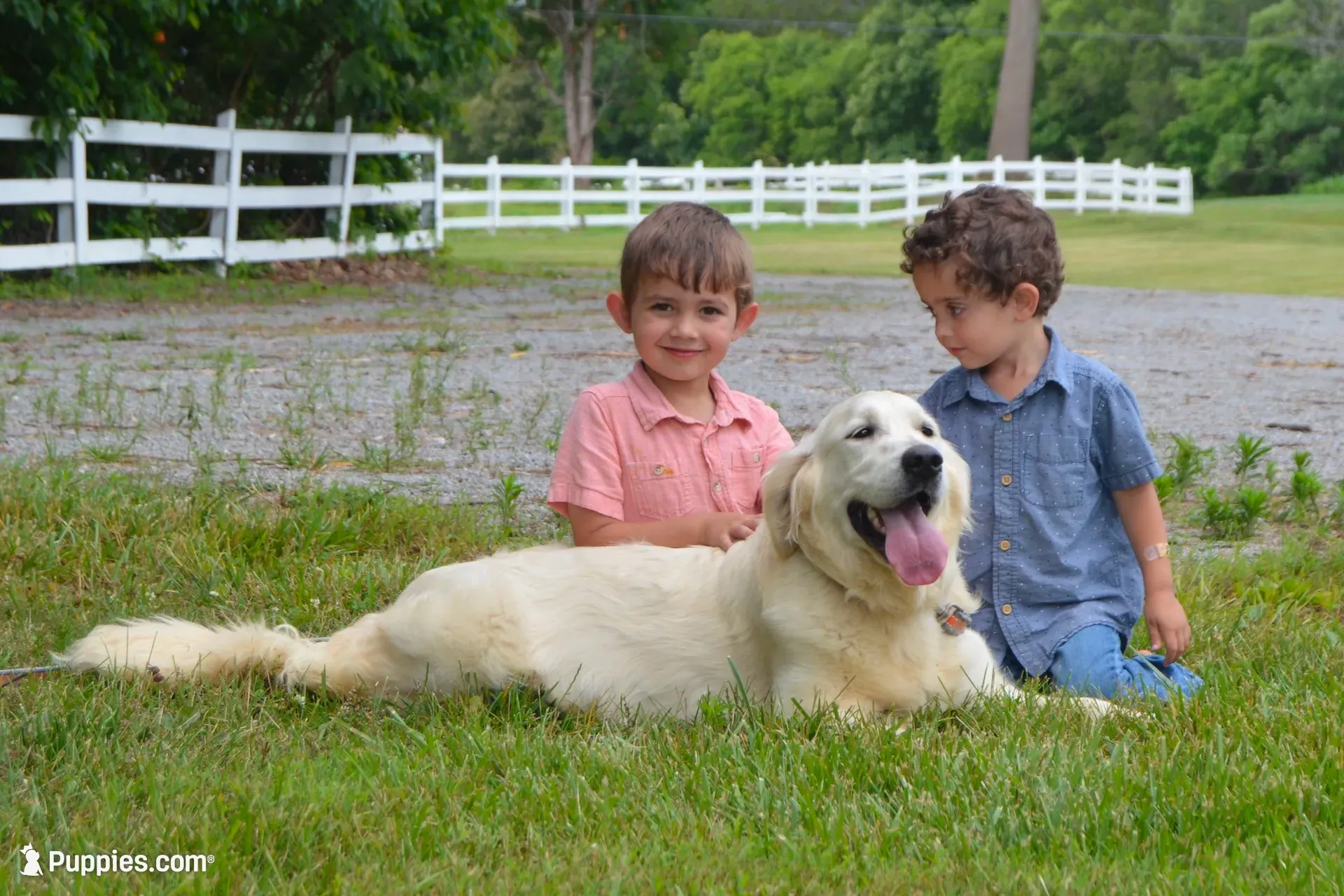 FULL AKC Miss Bella is READY NOW, a female English Cream Golden Retriever for sale in Greensburg, KY – 7 of 7