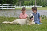 Bella, a female English Cream Golden Retriever for sale in Greensburg, KY – 5 of 5