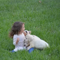 Miss Bella is READY NOW, a female English Cream Golden Retriever for sale in Greensburg, KY – 4 of 7