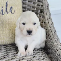 Barbie, a female English Cream Golden Retriever for sale in Greensburg, KY – 3 of 6