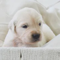 Barbie, a female English Cream Golden Retriever for sale in Greensburg, KY – 2 of 6