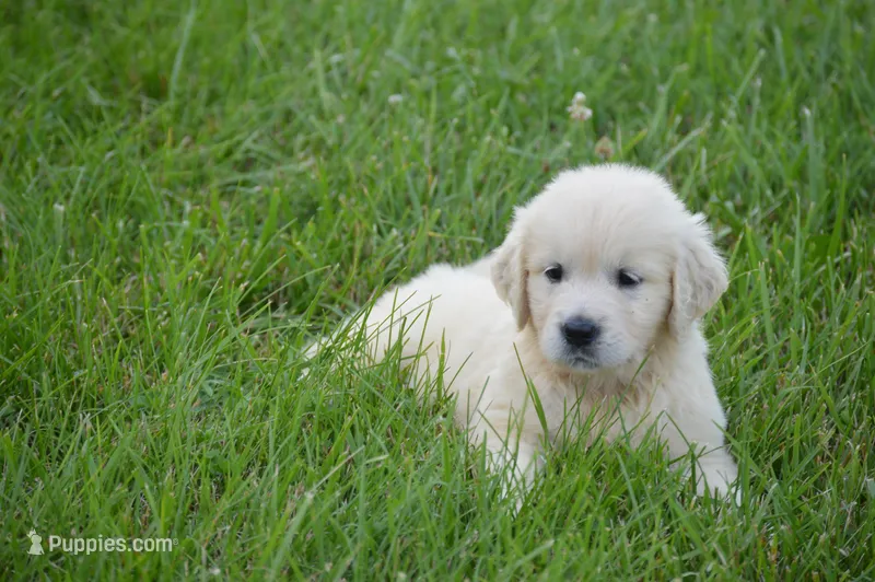 Miss Bella is READY NOW – English Cream Golden Retriever puppy for sale in Greensburg, KY