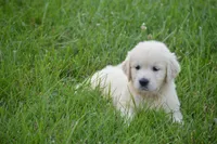 Miss Bella is READY NOW, a female English Cream Golden Retriever for sale in Greensburg, KY – 1 of 7